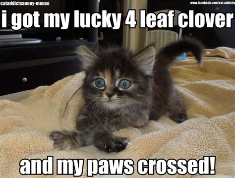 good luck kitty