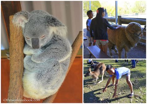 Koala Cuddling and Kangaroo Feeding at Lone Pine Koala Sanctuary - The ...