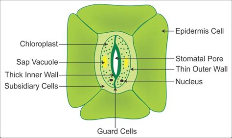 (a) Draw a labeled diagram of stomata. Write any two functions of it ...