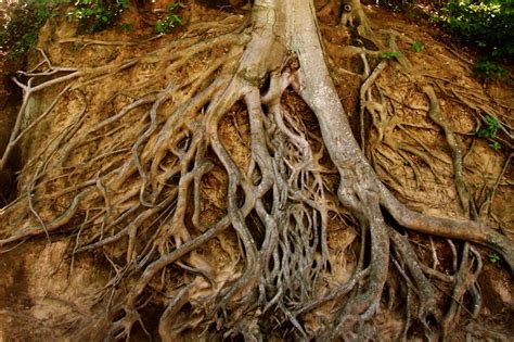 Ayurmater: Building Roots: Plants, Income, and the Art of Receiving