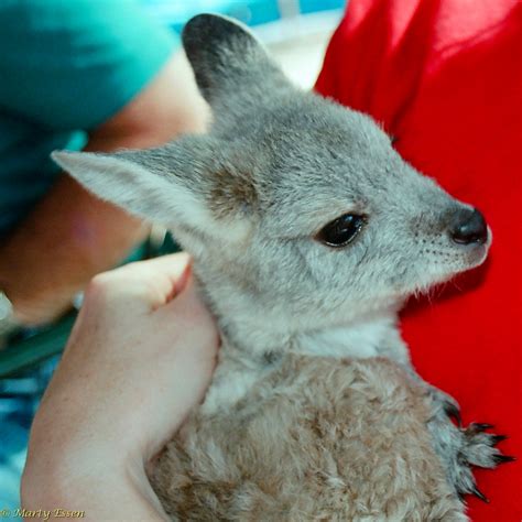 Wallaroo cuteness - Around the World with Marty Essen