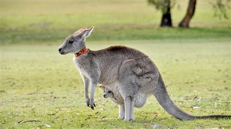 Kangaroo Wallpapers - Top Free Kangaroo Backgrounds - WallpaperAccess