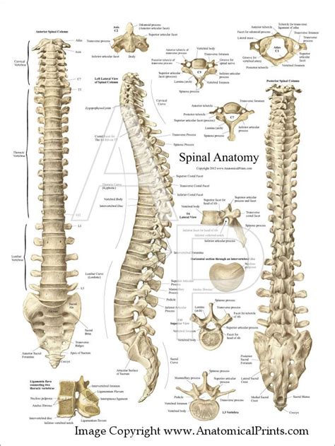 Spinal Anatomy Poster | Spinal column, Anatomy bones, Spinal cord anatomy