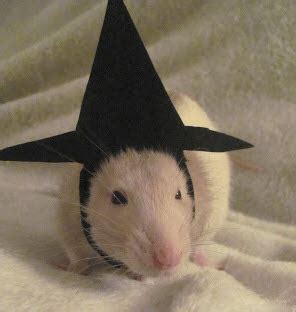 DIY Rat Witch Hat - petdiys.com