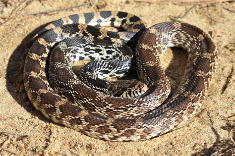 Gopher Snake Eating