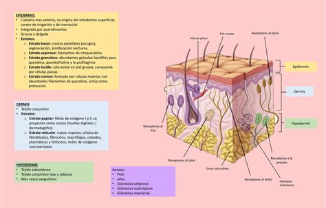 Resumen Sistema tegumentario | Epidermis | Dermis | uDocz