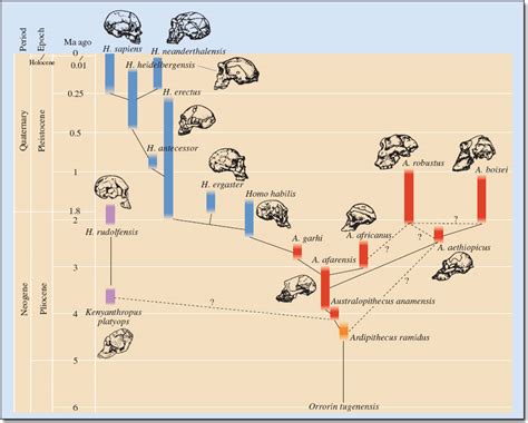 Ancient Human Ancestor "Little Foot" Sparks Debate On Hominid Classification