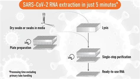 Novel RNA extraction method speeds up COVID-19 PCR tests - European ...