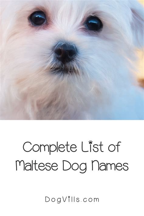 80 Beautiful Maltese Dog Names For Your New Pup - DogVills | Maltese ...