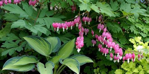 Companion Plants for Hostas | What To Grow