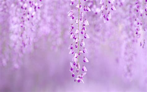 Wisteria Wallpapers - Wallpaper Cave