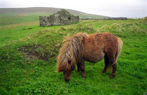 9 Facts About The Shetland Pony You Might Not Know