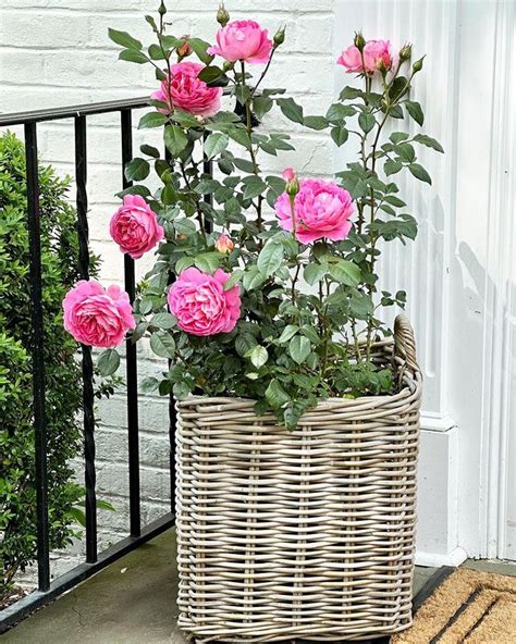 Are Coffee Grounds Good for Roses? Well, It Depends! - Grow Your Yard