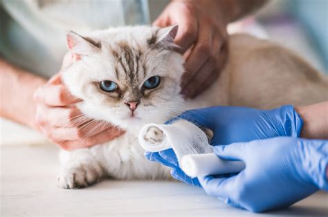 5 Ways To Recognize Spider Bite On Cat, And Tips How To Help