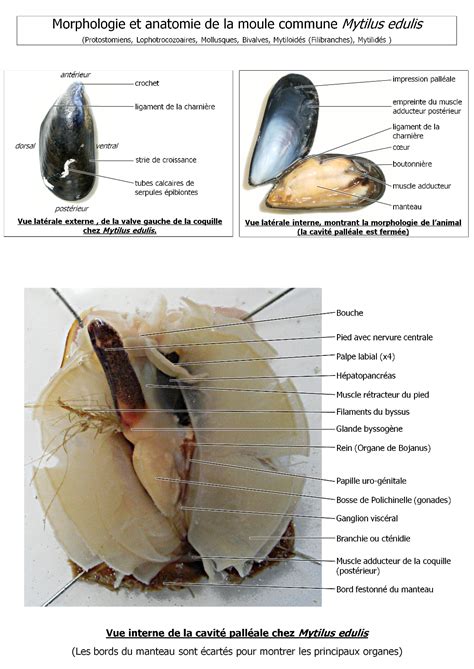 Le Blog de M.Colin: Chronique de dissection : la moule