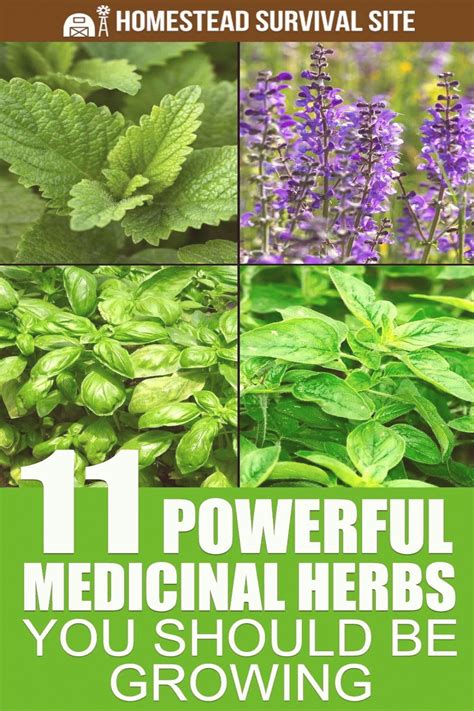 11 Powerful Medicinal Herbs You Should Be Growing | Medicinal herbs garden, Medicinal herbs ...