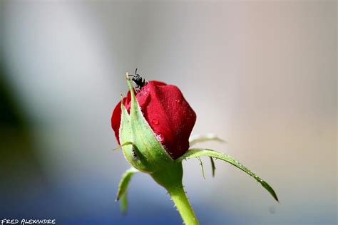 Bee on red rose Photograph by Fred Alexandre | Fine Art America