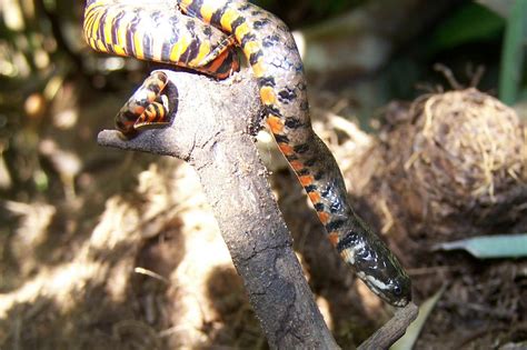 COLUBRIDAE | Pybio Paraguay Biodiversidad