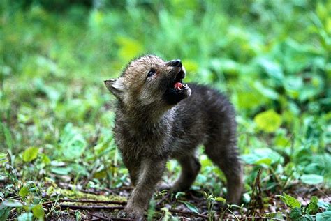 White Wolf : 15 Photos Of Adorable Howling Wolf Pups Will Make Your Day