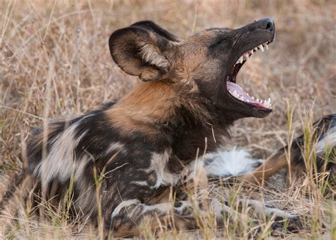 African Wild Dog Having a Good Yawn | Sean Crane Photography