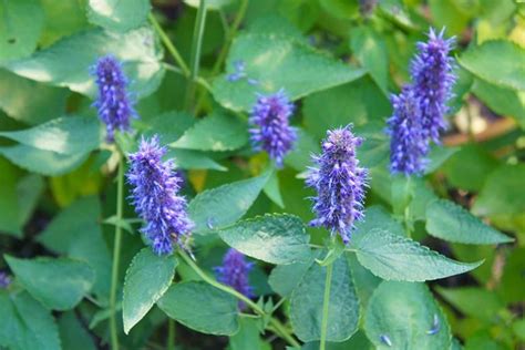 How to Grow and Care for Anise Hyssop Flowers | Gardener's Path