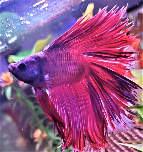 Betta Losing Color After Fin Rot Treatment | Betta Fish Forum