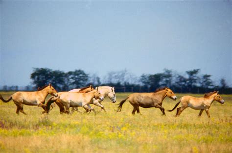 Scientists Compare Genomes of Domestic and Przewalski’s Horses | Sci.News