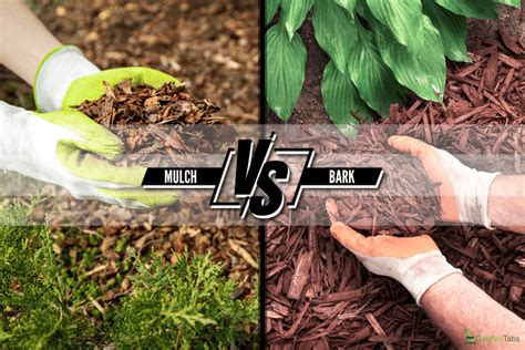 Mulch Vs Bark: Which Is Better For Your Yard Project?