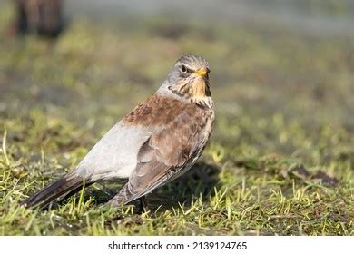 696 Mistle thrush Images, Stock Photos & Vectors | Shutterstock