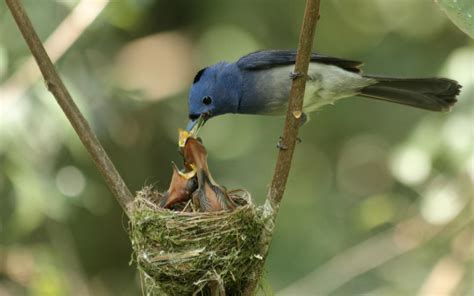 Bunte Bird Fütterung Babys HD Desktop Wallpaper: Widescreen: High ...