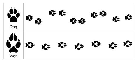 Wolf And Dog Tracks By Comparison Round And Smaller Tracks Of Dogs And Oval Bigger Ones Of ...