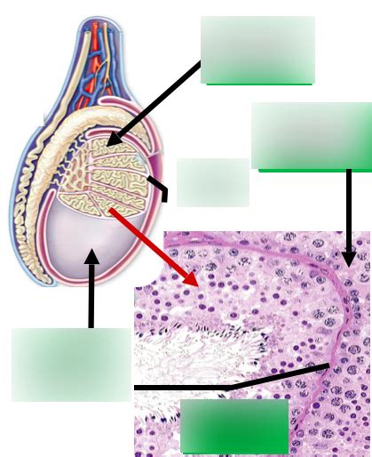 Lab I - Male Gonad Histology Diagram | Quizlet