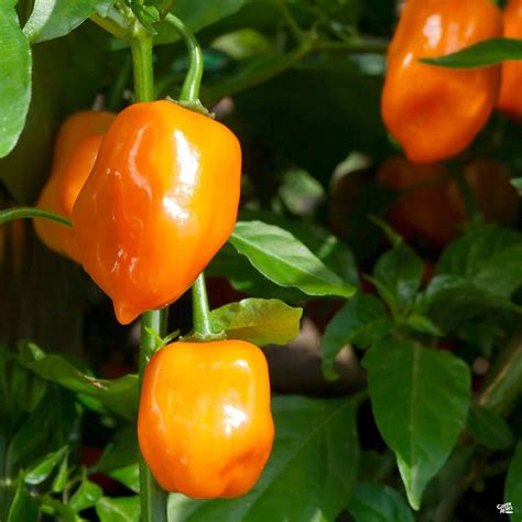 Pepper Habanero - Moss Greenhouses