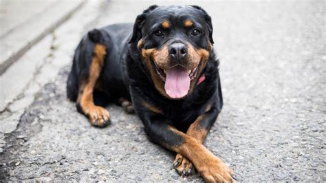 Understanding Rottweiler Temperament – Forbes Advisor