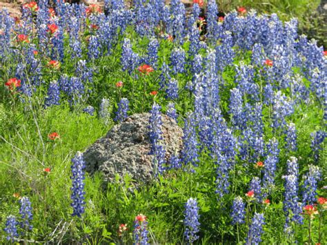 The Best Drive for Seeing Texas Wildflowers (With a Photo Guide ...