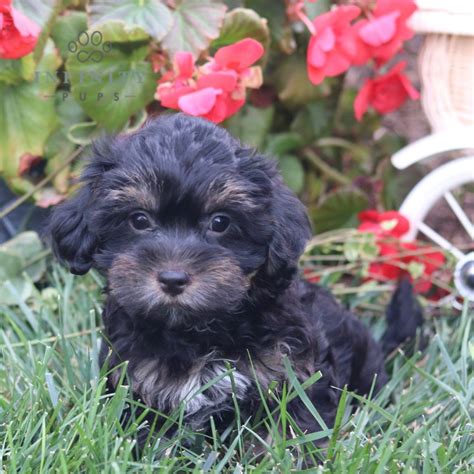 Gary - Shorkie-poo • Poodle Mix, Shorkie • Infinity Pups