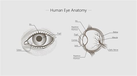 Axenfeld Rieger Syndrome: Causes, Symptoms, Remedy | Specscart