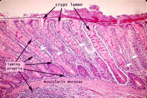 Histology at SIU