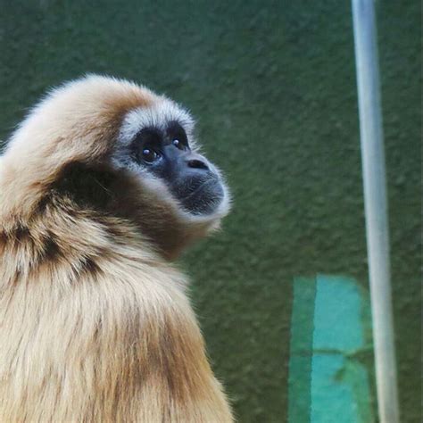 Monkey at Chester Zoo | Chester zoo, Zoo, Animals