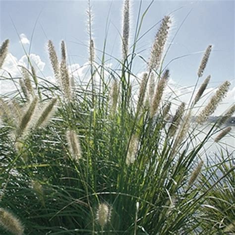 Pennisetum Products - Santa Rosa Gardens