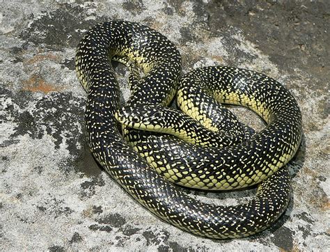 black snake with yellow spots - group picture, image by tag ...