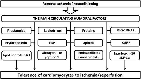 A Review of Humoral Factors in Remote Preconditioning of the Heart - Sergey Y. Tsibulnikov ...