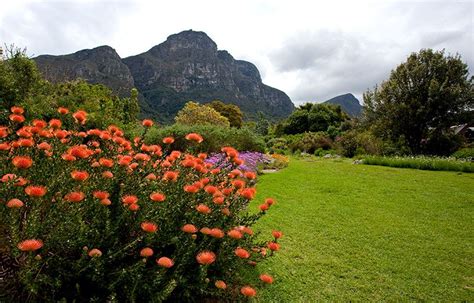 South Africa in full bloom… Early #spring (August and September) is the ...