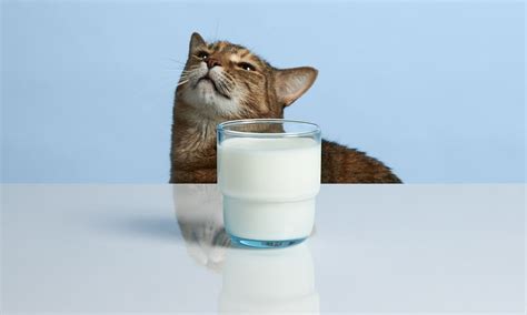 Cats are Lactose Intolerant – Whiskers & Claws