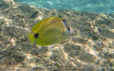 Snorkeling in Napili Bay, Maui | Snorkeling in Hawaii