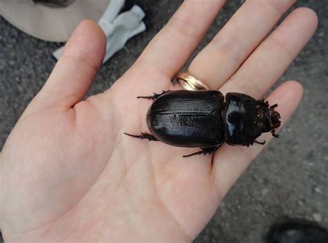 Plant Industry Division | Coconut Rhinoceros Beetle Information