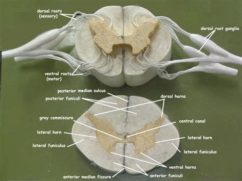 ZLF Human Vertebral and Spinal Nerve Branch Magnification Model Spinal Cord Cross-Section,for ...