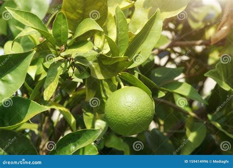 Green Orange Fruit on Tree. Orange Tree with Not Ripe Fruit Stock Photo ...