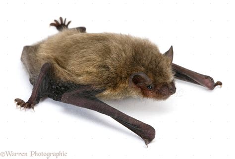 Juvenile Pipistrelle Bat photo WP20142