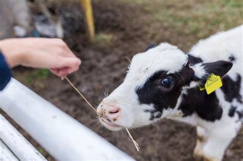 Premium Photo | Baby cow in farm